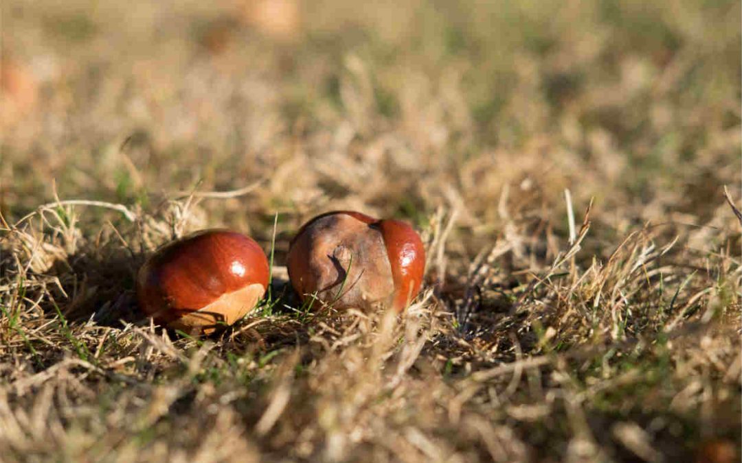 Conkers and other things